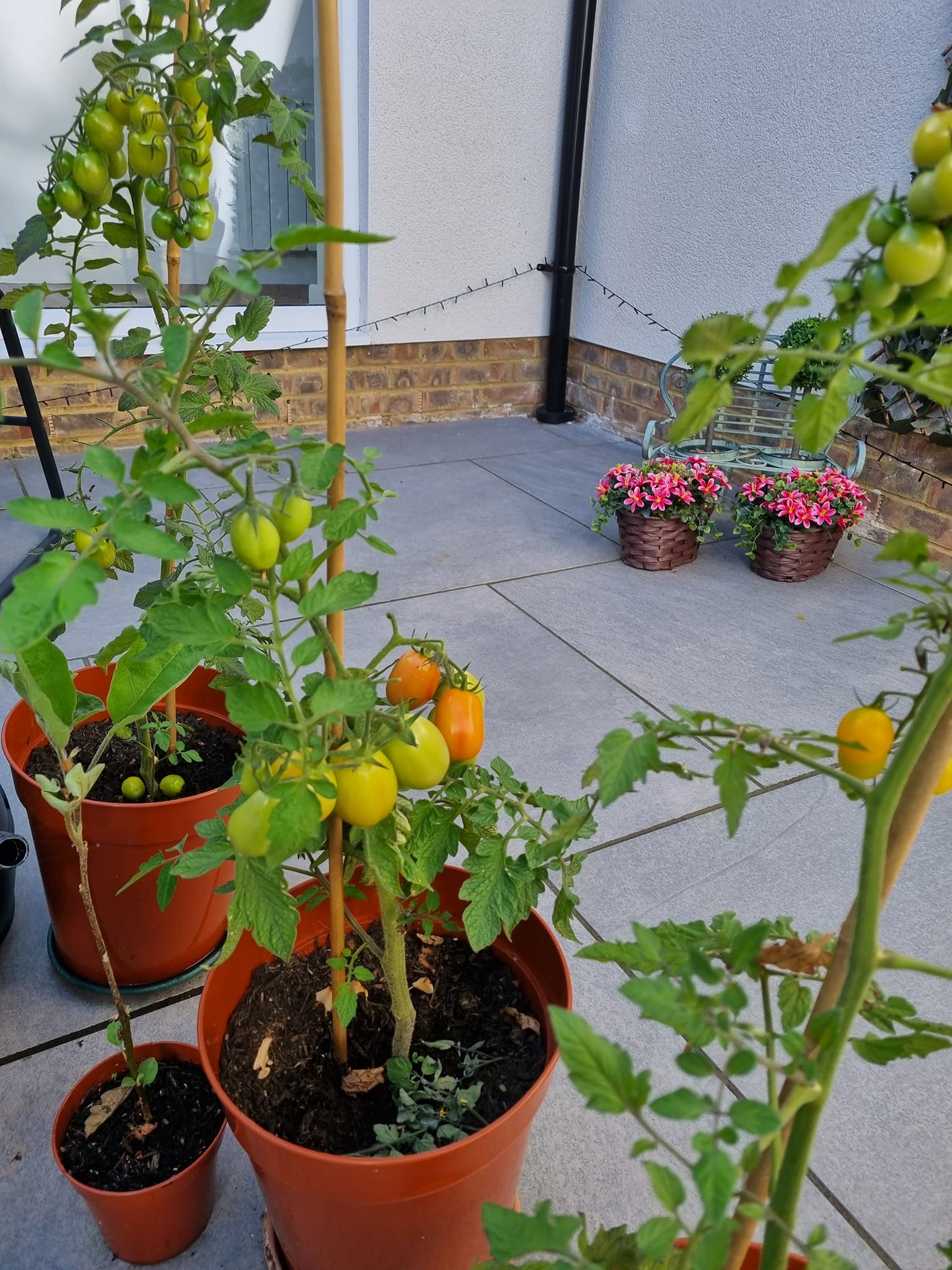Our tomato plants are finally in bloom thanks to the efforts of our residents!