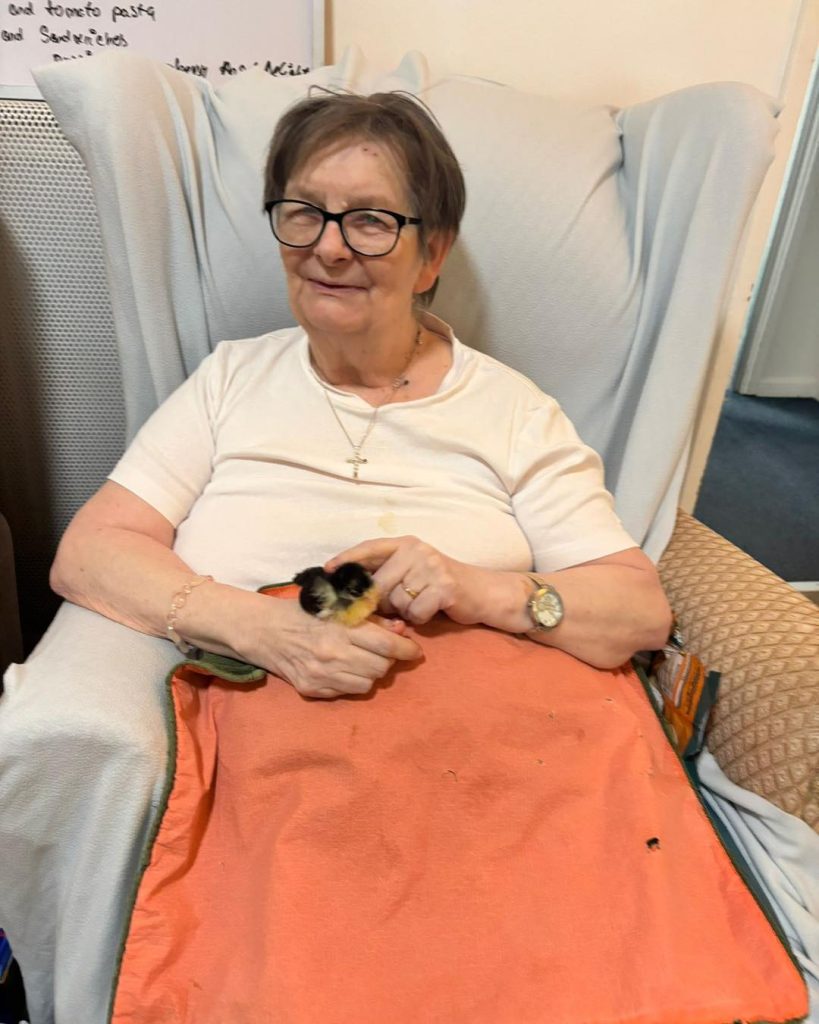 Elderly woman smiling while gently holding a small chick on her lap.