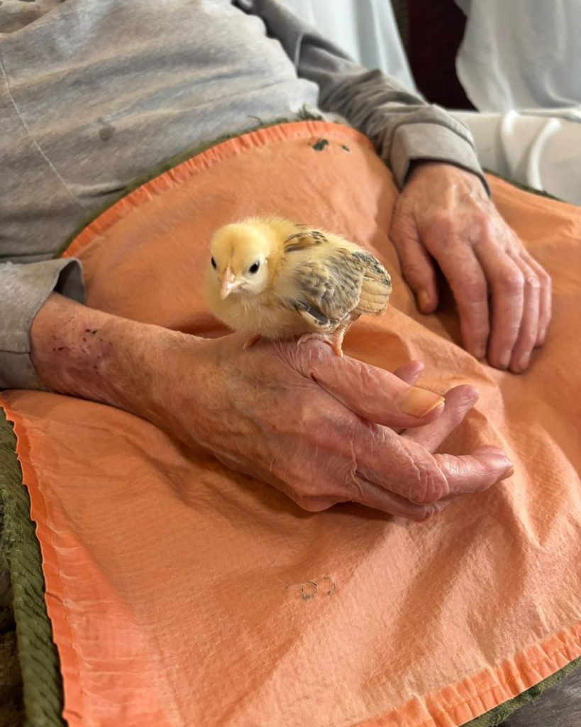 Close-up of a chick standing on an elderly person’s hand.