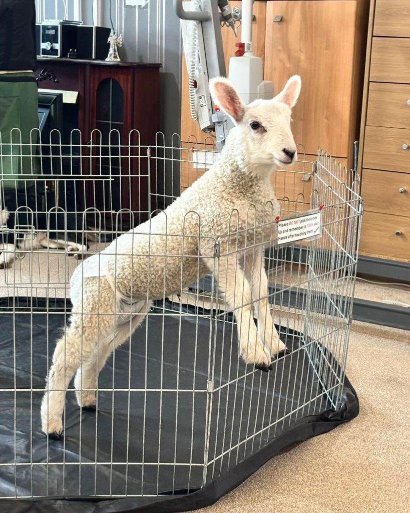 Young lamb standing inside a small indoor pen.
