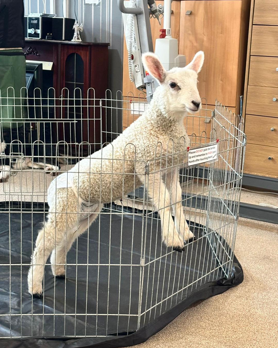 Young lamb standing inside a small indoor pen.