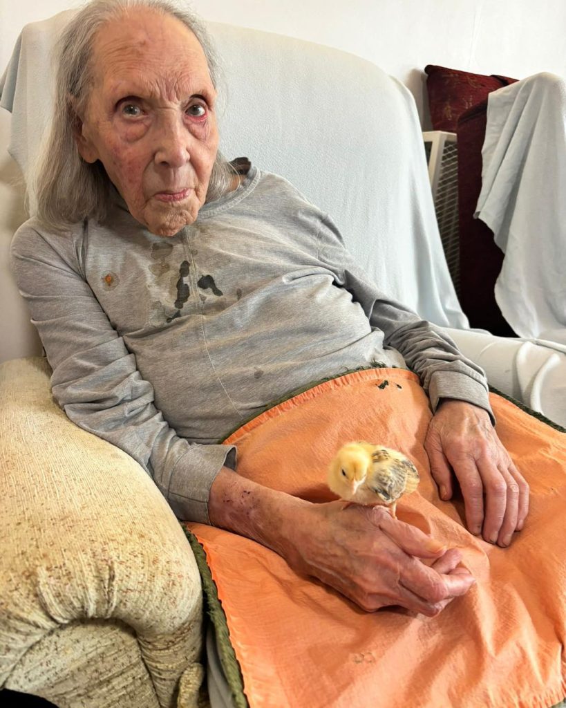 Elderly woman sitting in a chair holding a small chick on her hand.