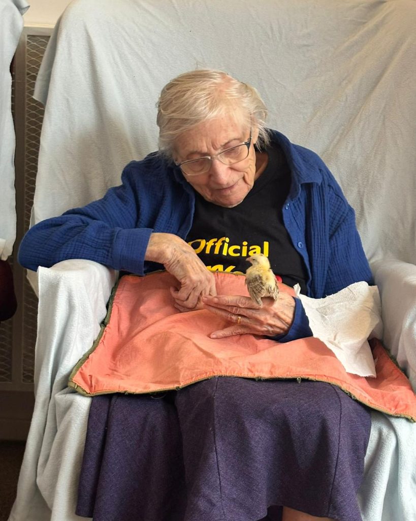 Elderly woman looking down at a chick perched on her hand.