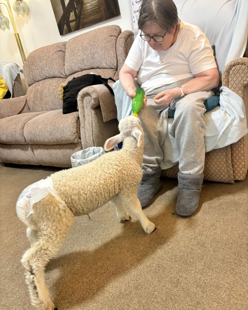 Woman sitting in a chair feeding a lamb with a bottle.