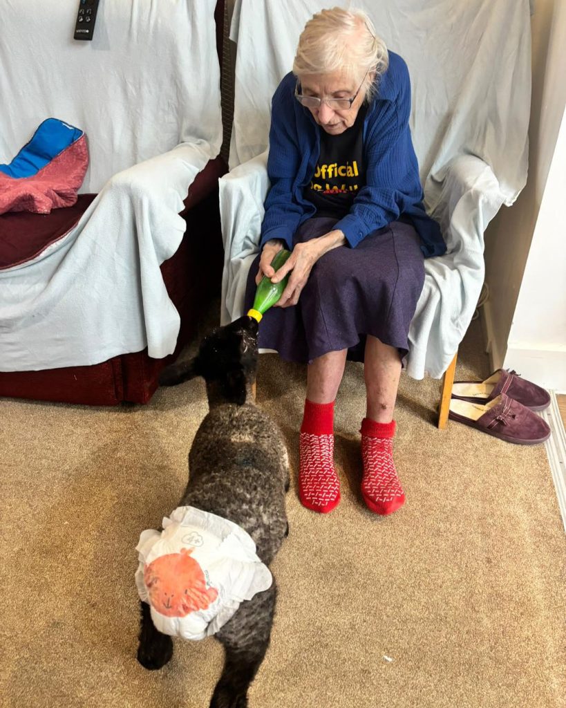Elderly woman in red socks feeding a lamb wearing a diaper.