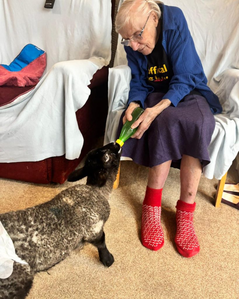 Elderly woman bottle-feeding a small lamb indoors.