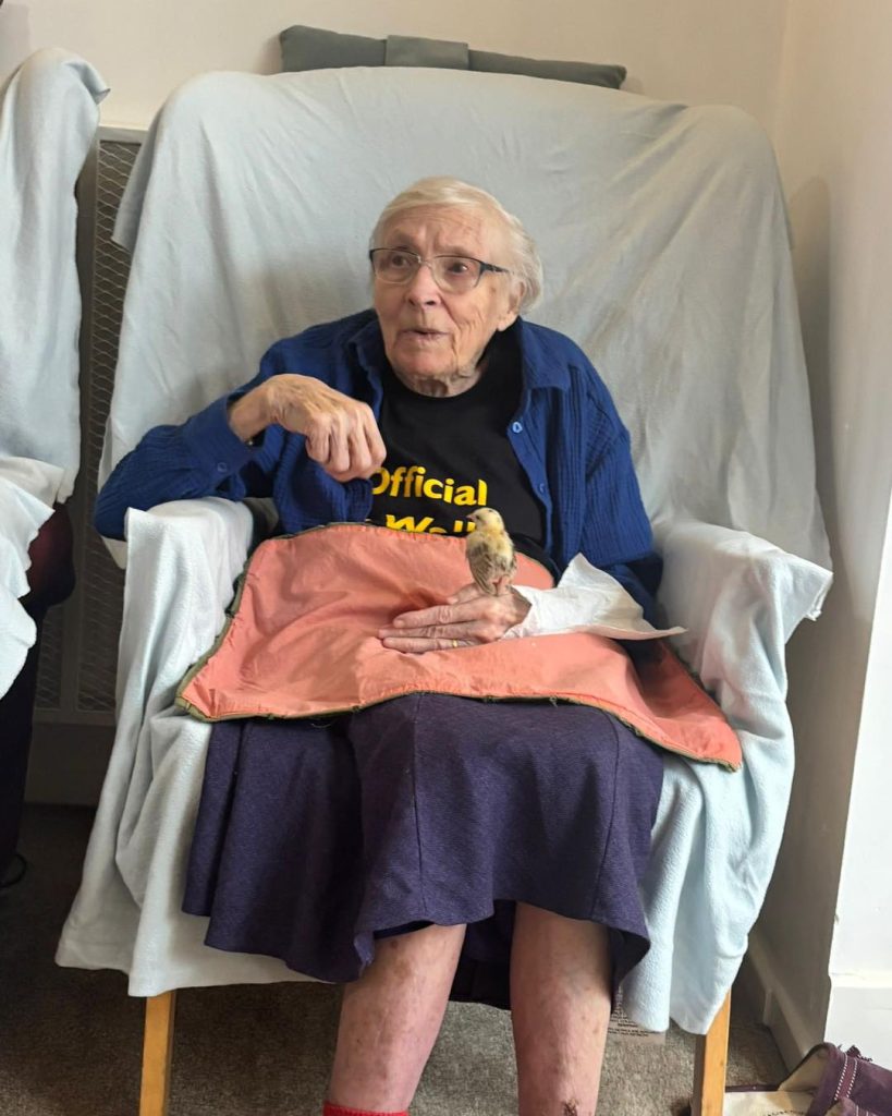 Elderly woman sitting in a chair, gently holding a small chick on her lap.