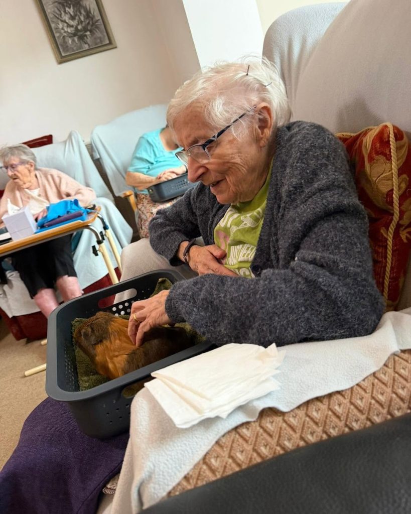 Smiling resident stroking a guinea pig during a calming animal therapy visit.