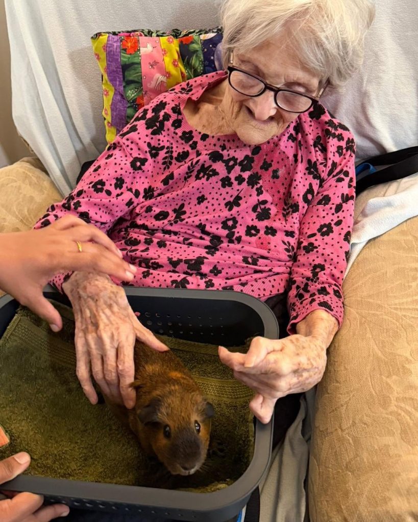 Smiling elderly resident gently stroking a guinea pig during a pet therapy visit.