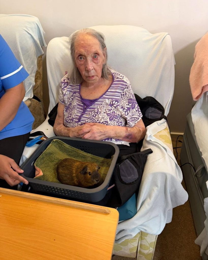 Elderly resident enjoying a gentle visit with a guinea pig during an animal therapy session.