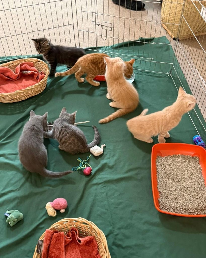 Playful kittens exploring their enclosure during a nursing home pet therapy visit.