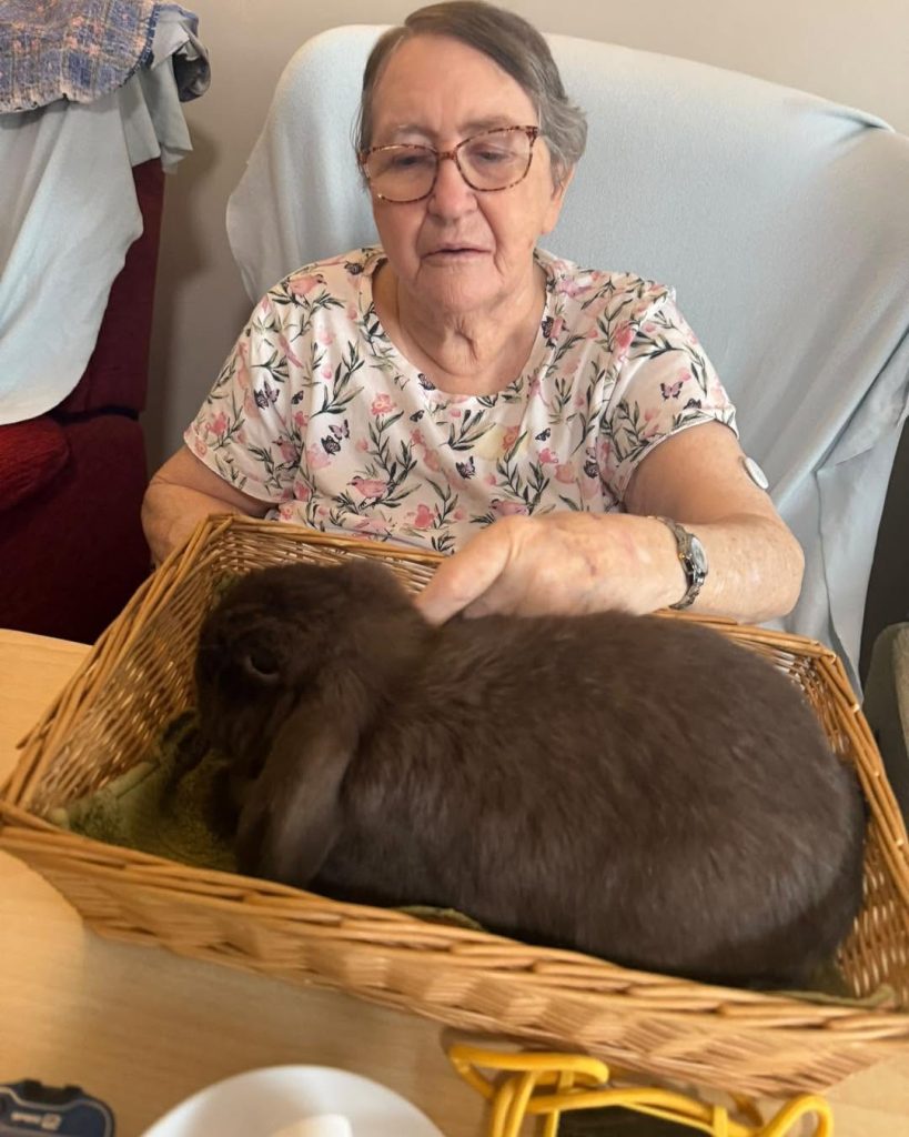 Elderly woman wearing glasses gently petting a large black rabbit.
