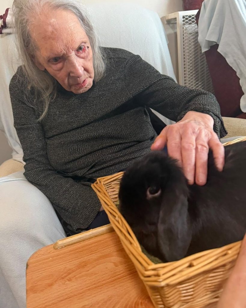 Elderly woman gently stroking a black rabbit in a wicker basket.