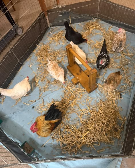 1. Chickens and a rooster exploring a straw-covered animal pen.
