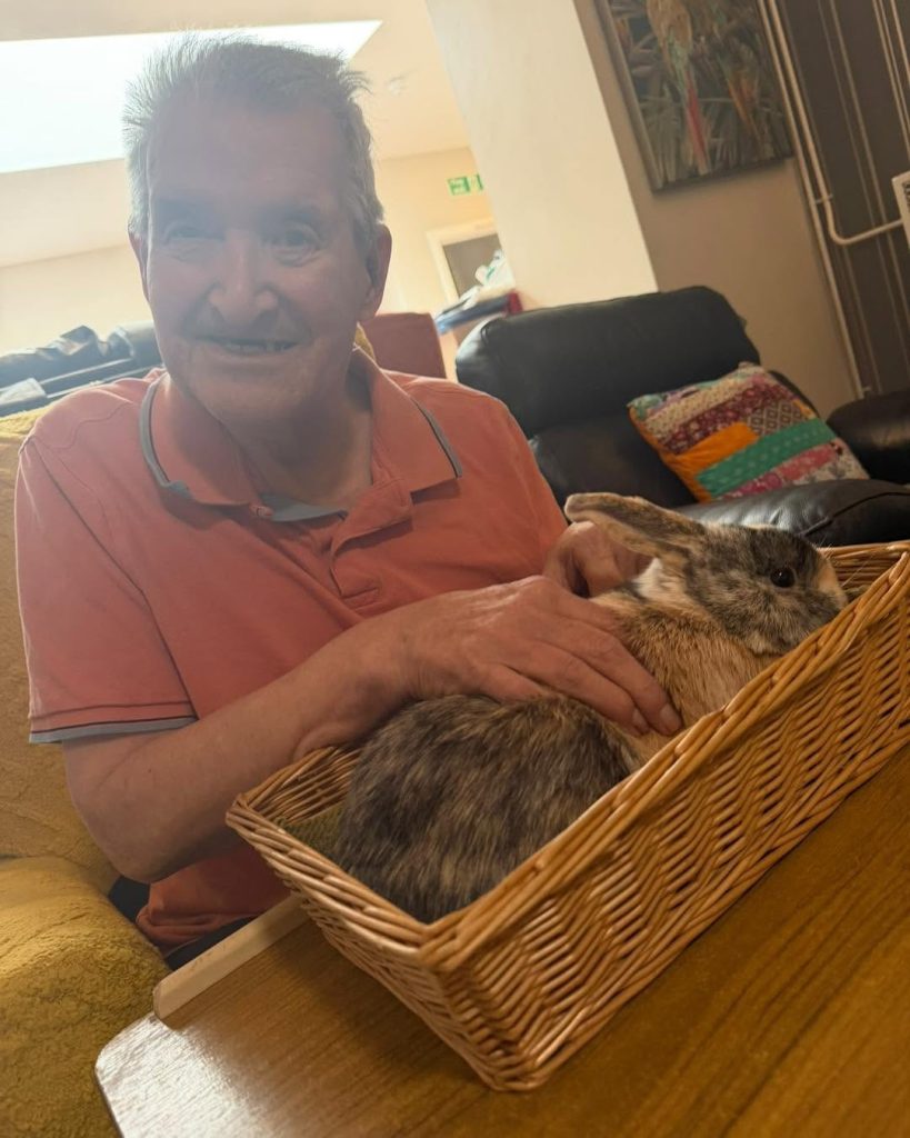 Elderly man gently stroking a brown rabbit in a wicker basket.