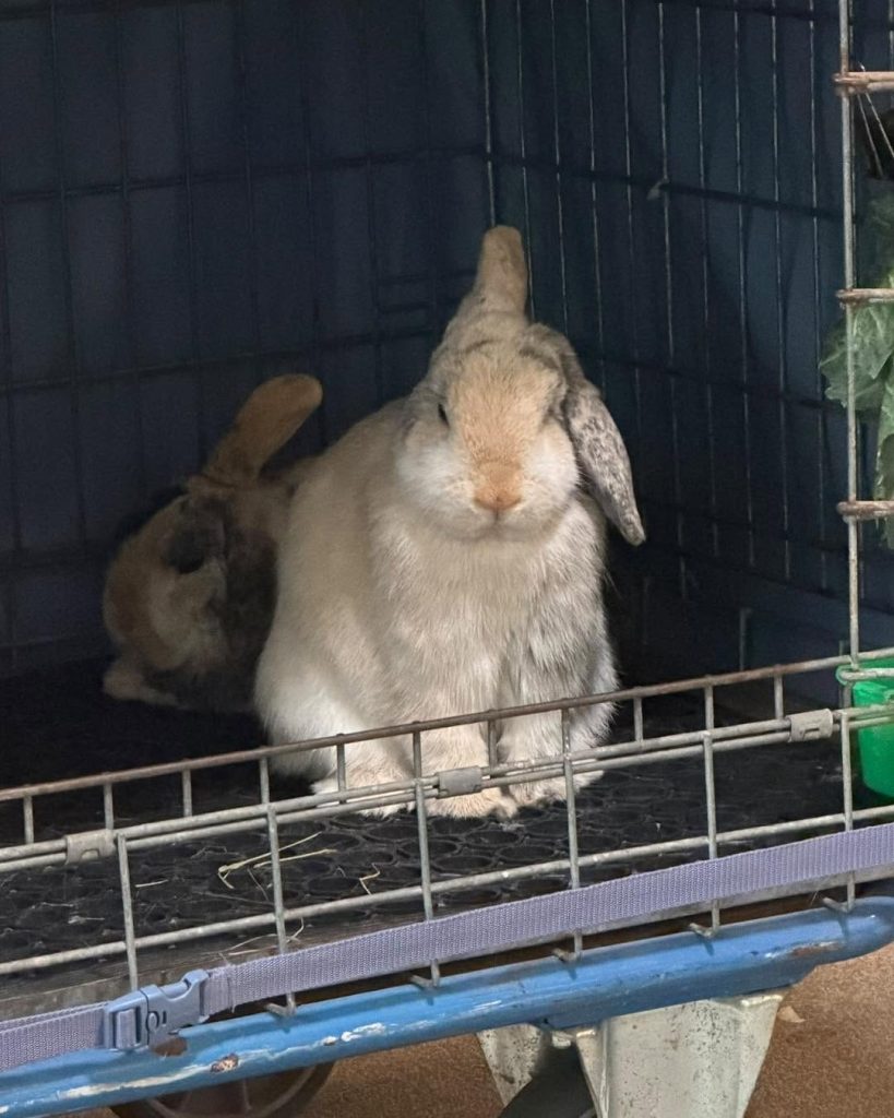 Two rabbits resting together inside a small animal enclosure.